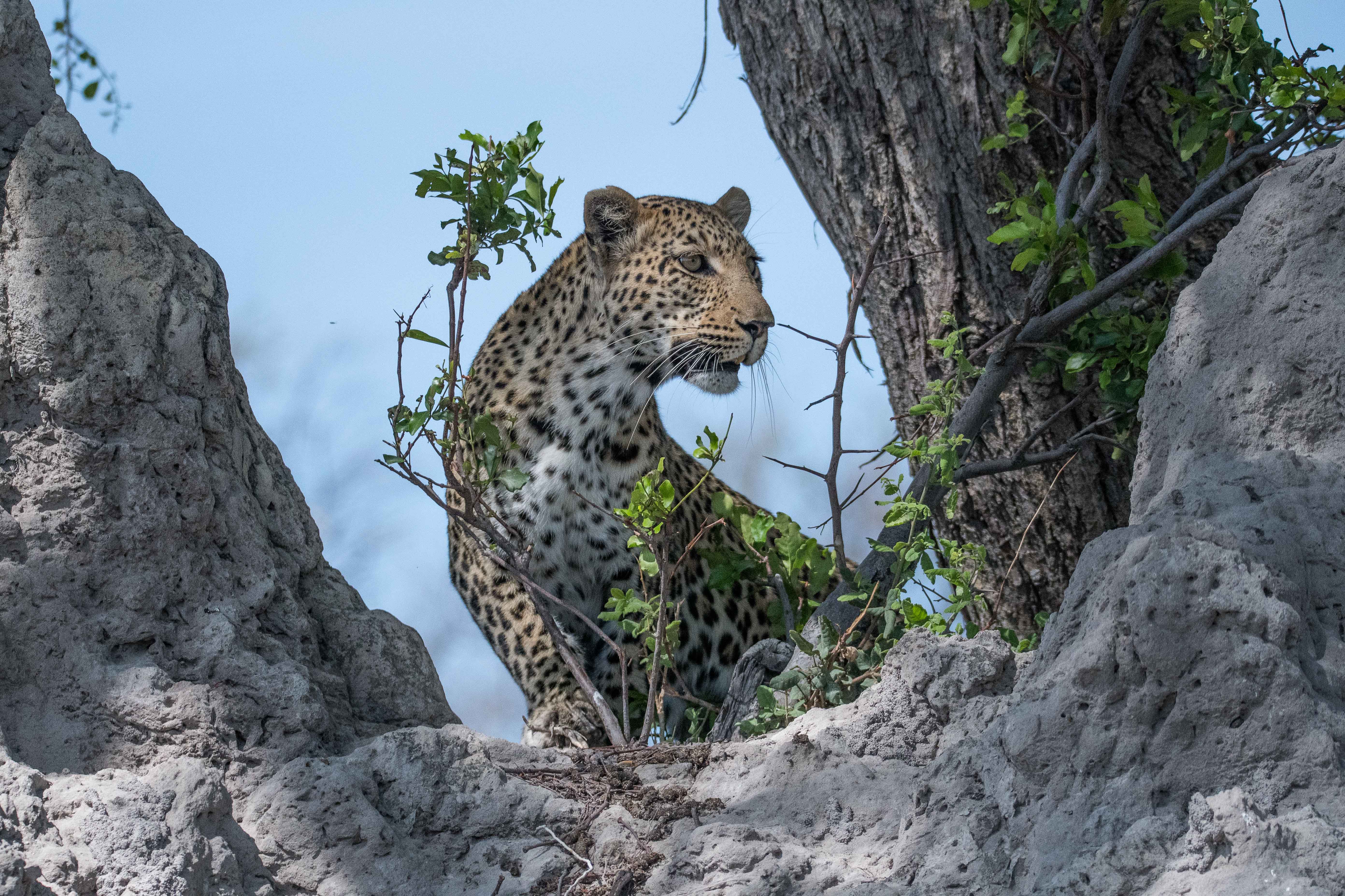 Léopard (Leopard, Panthera pardus), femelle adulte scrutant la brousse depuis une termitière, Kwando réserve, Delta de l'Okavango, Botswana.